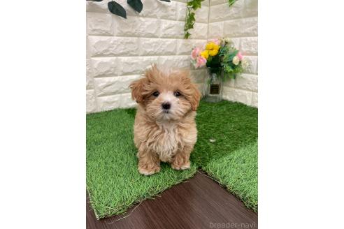 成約済の岡山県のマルプー:マルチーズ×トイプードル-382159の15枚目