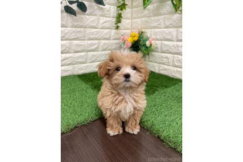 成約済の岡山県のマルプー:マルチーズ×トイプードル-382159の10枚目