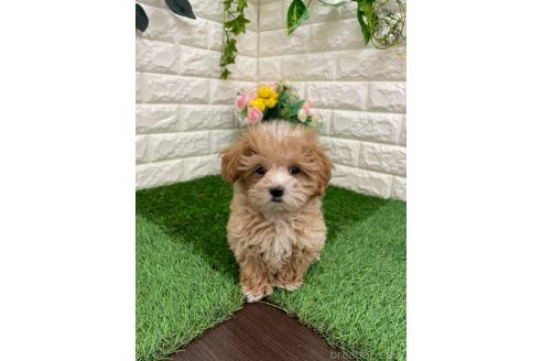 成約済の岡山県のマルプー:マルチーズ×トイプードル-382159の9枚目