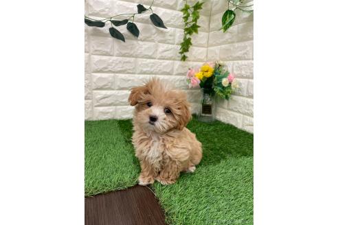 成約済の岡山県のマルプー:マルチーズ×トイプードル-382159の8枚目