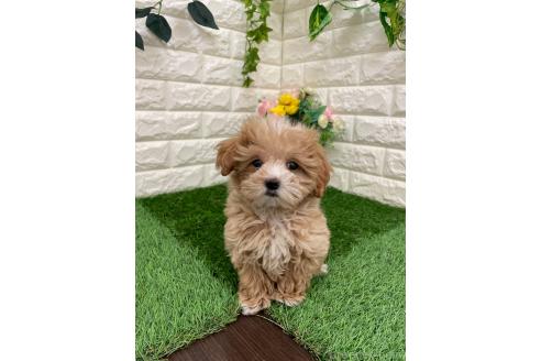 成約済の岡山県のマルプー:マルチーズ×トイプードル-382159の7枚目