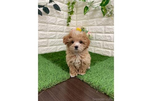 成約済の岡山県のマルプー:マルチーズ×トイプードル-382159の1枚目