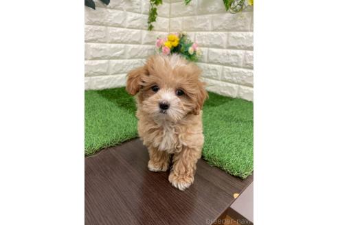 成約済の岡山県のマルプー:マルチーズ×トイプードル-382159の5枚目
