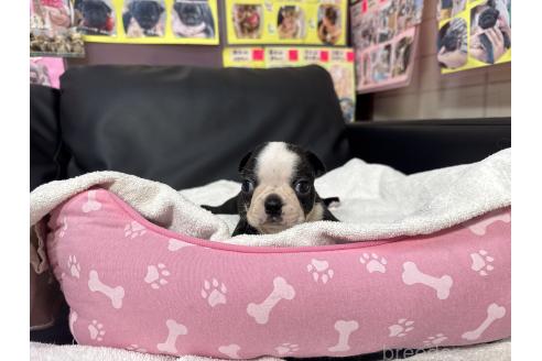 成約済の岐阜県のボストンテリア-379226の17枚目