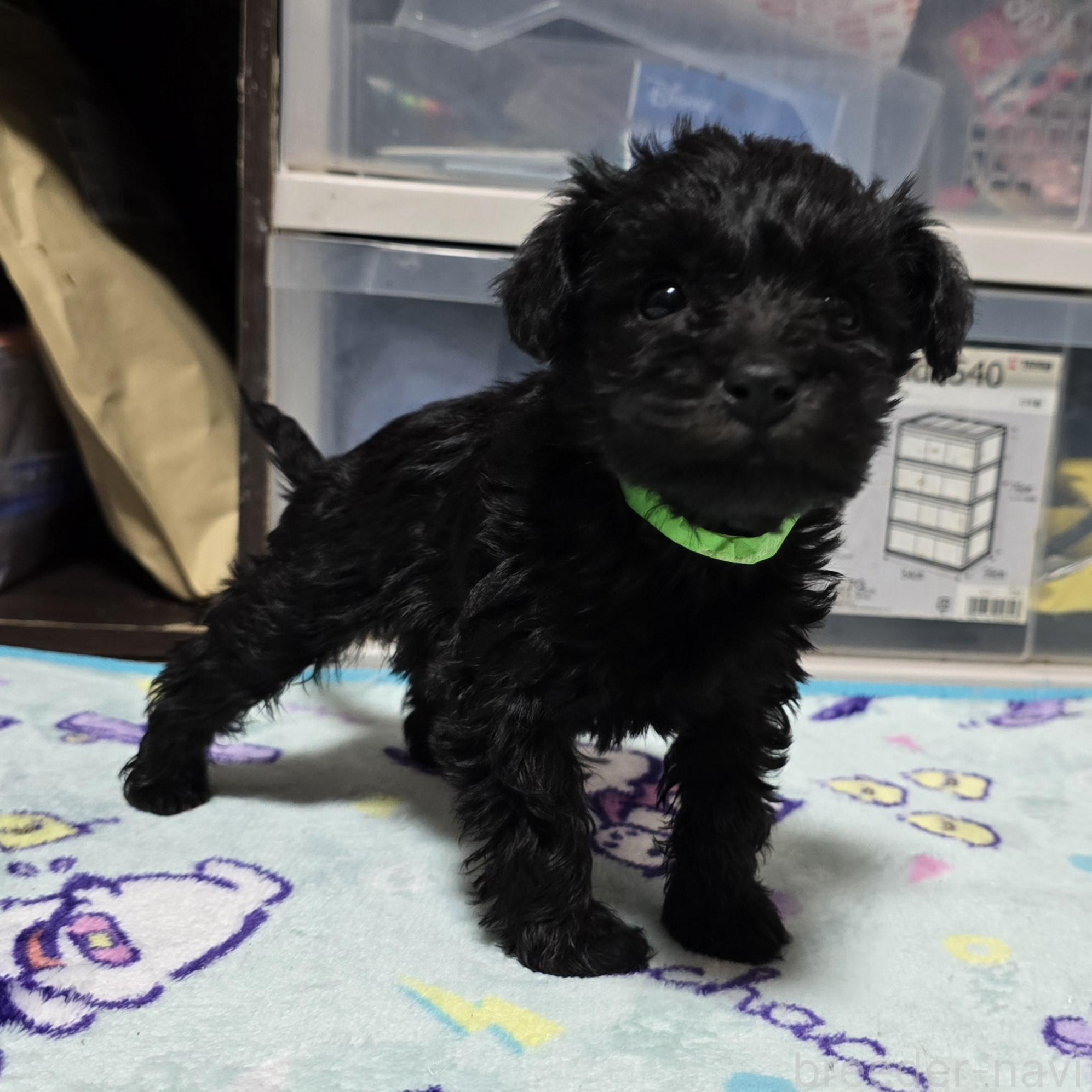 成約済の岡山県のミックス犬-378317の1枚目