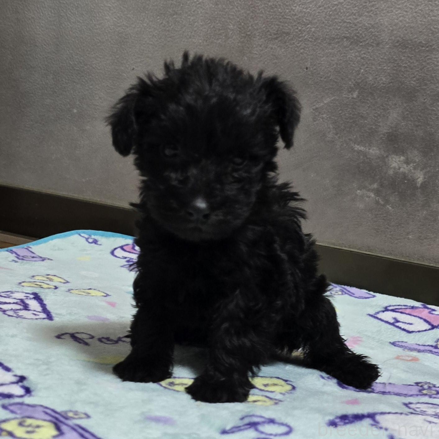 成約済の岡山県のミックス犬-378317の3枚目