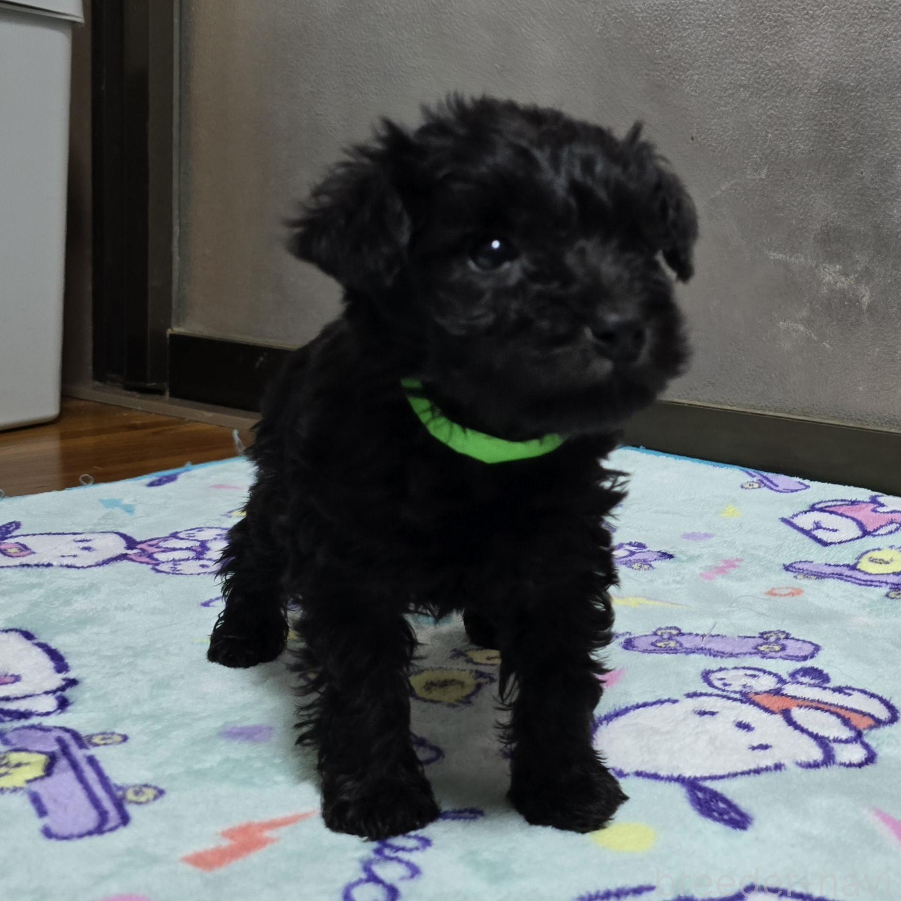 成約済の岡山県のミックス犬-378317の2枚目