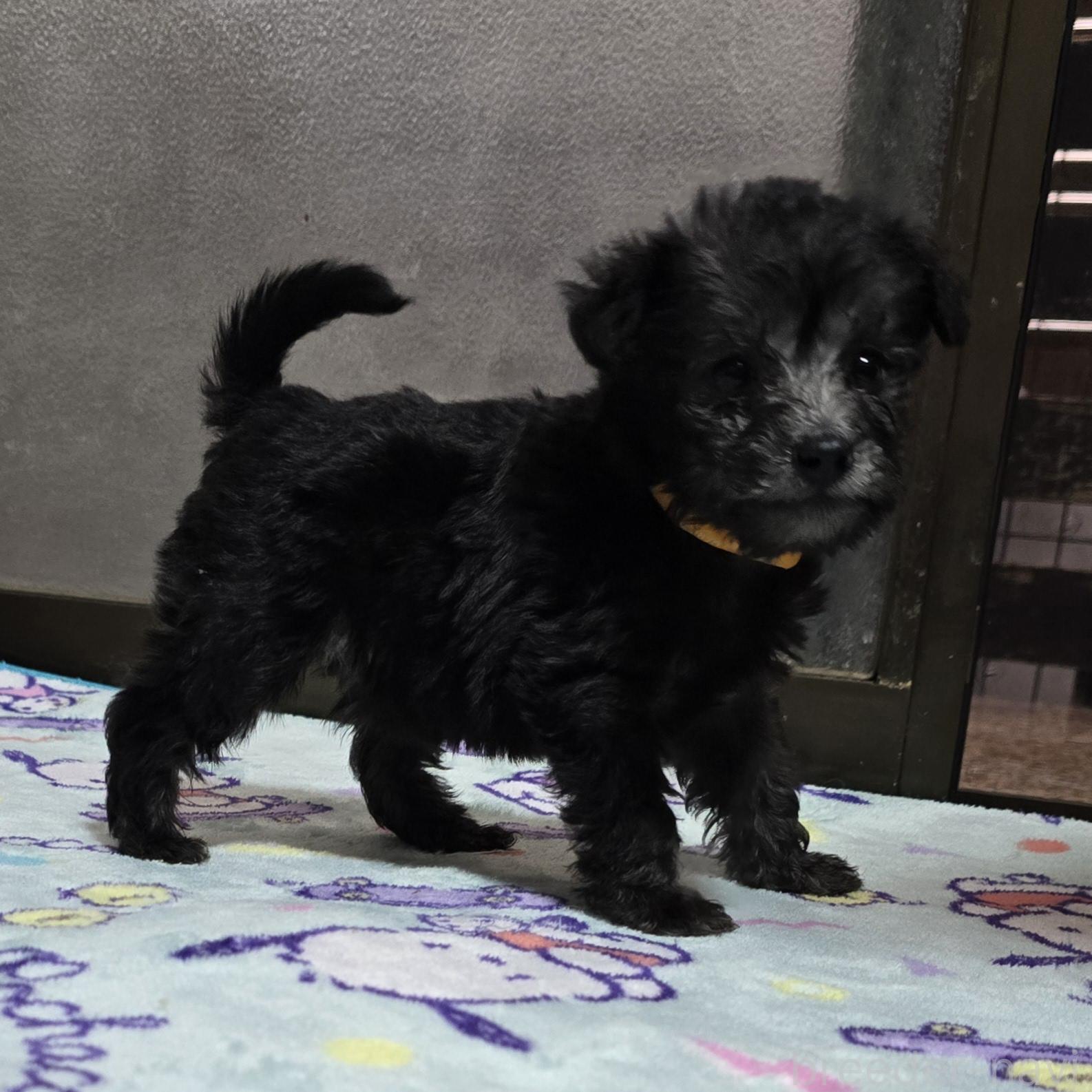 成約済の岡山県のミックス犬-378319の21枚目