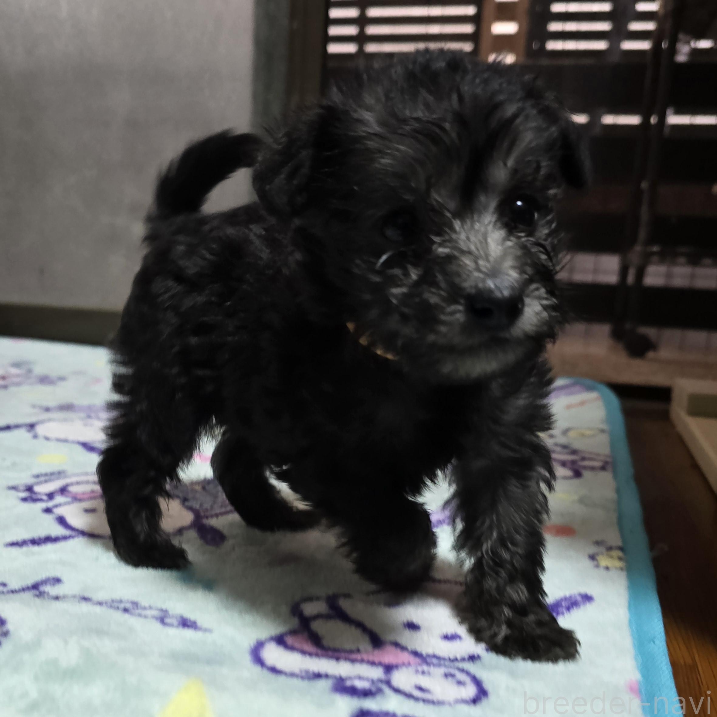 成約済の岡山県のミックス犬-378319の20枚目