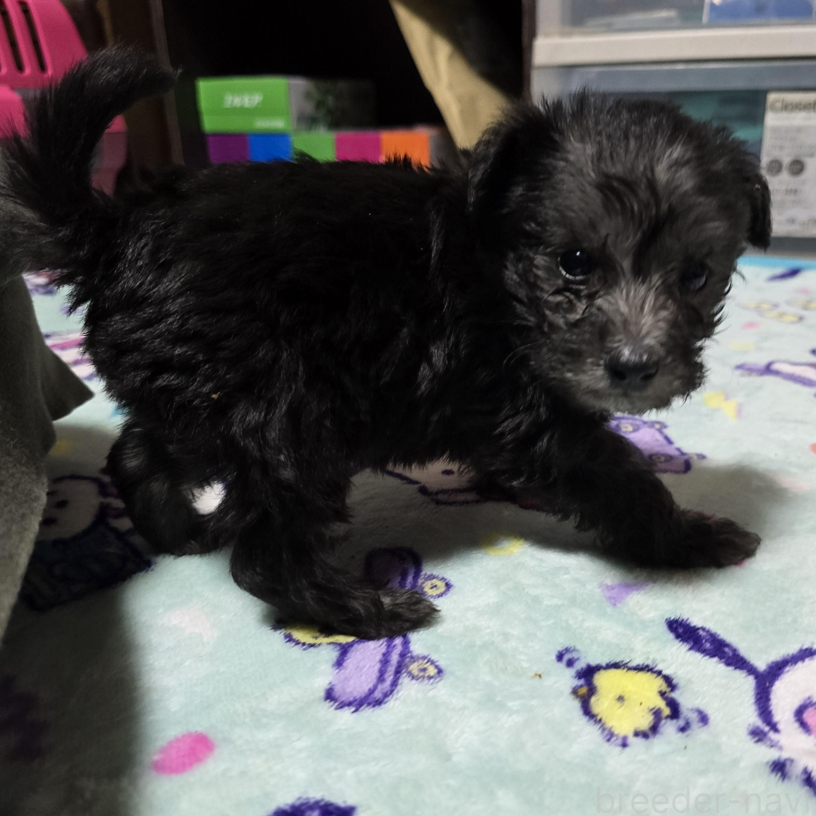 成約済の岡山県のミックス犬-378319の19枚目