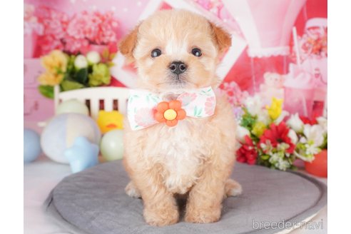 成約済の栃木県のミックス犬-382016の1枚目