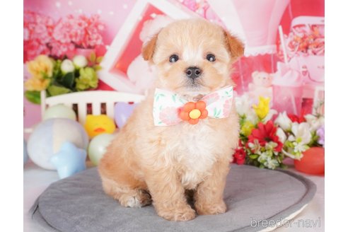 成約済の栃木県のミックス犬-382016の5枚目