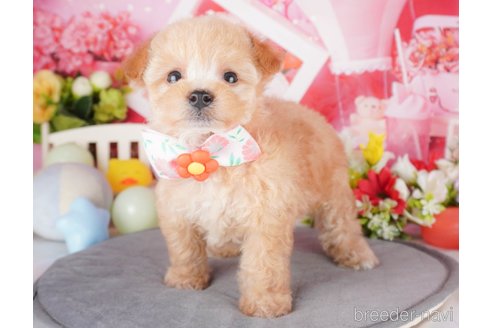 成約済の栃木県のミックス犬-382016の3枚目