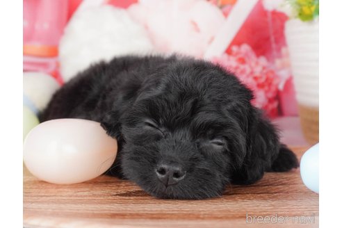 成約済の栃木県のミックス犬-382020の5枚目