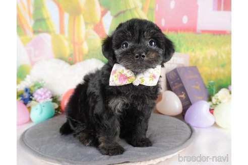 販売中の栃木県のミックス犬-382021