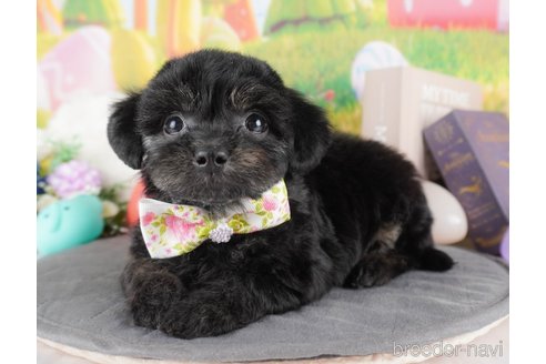 販売中の栃木県のミックス犬-382021の10枚目