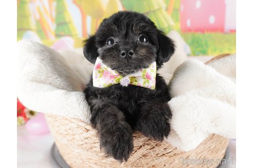 販売中の栃木県のミックス犬-382021の9枚目