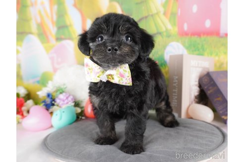 販売中の栃木県のミックス犬-382021の8枚目