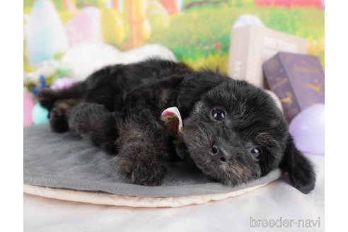 販売中の栃木県のミックス犬-382021の7枚目