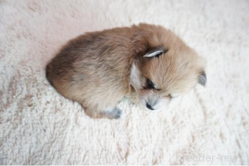 成約済の奈良県のミックス犬-382240の5枚目