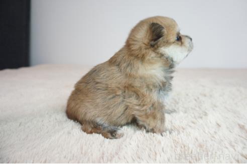 成約済の奈良県のミックス犬-382240の4枚目