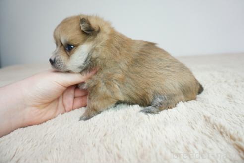 成約済の奈良県のミックス犬-382240の3枚目