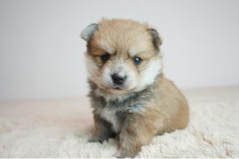 販売中の奈良県のミックス犬-382240