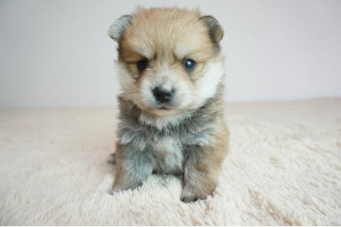 成約済の奈良県のミックス犬-382240の2枚目