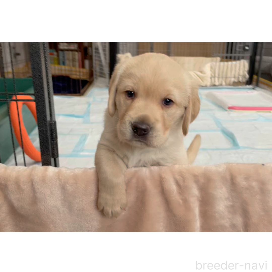 販売中の長野県のミックス犬-382299