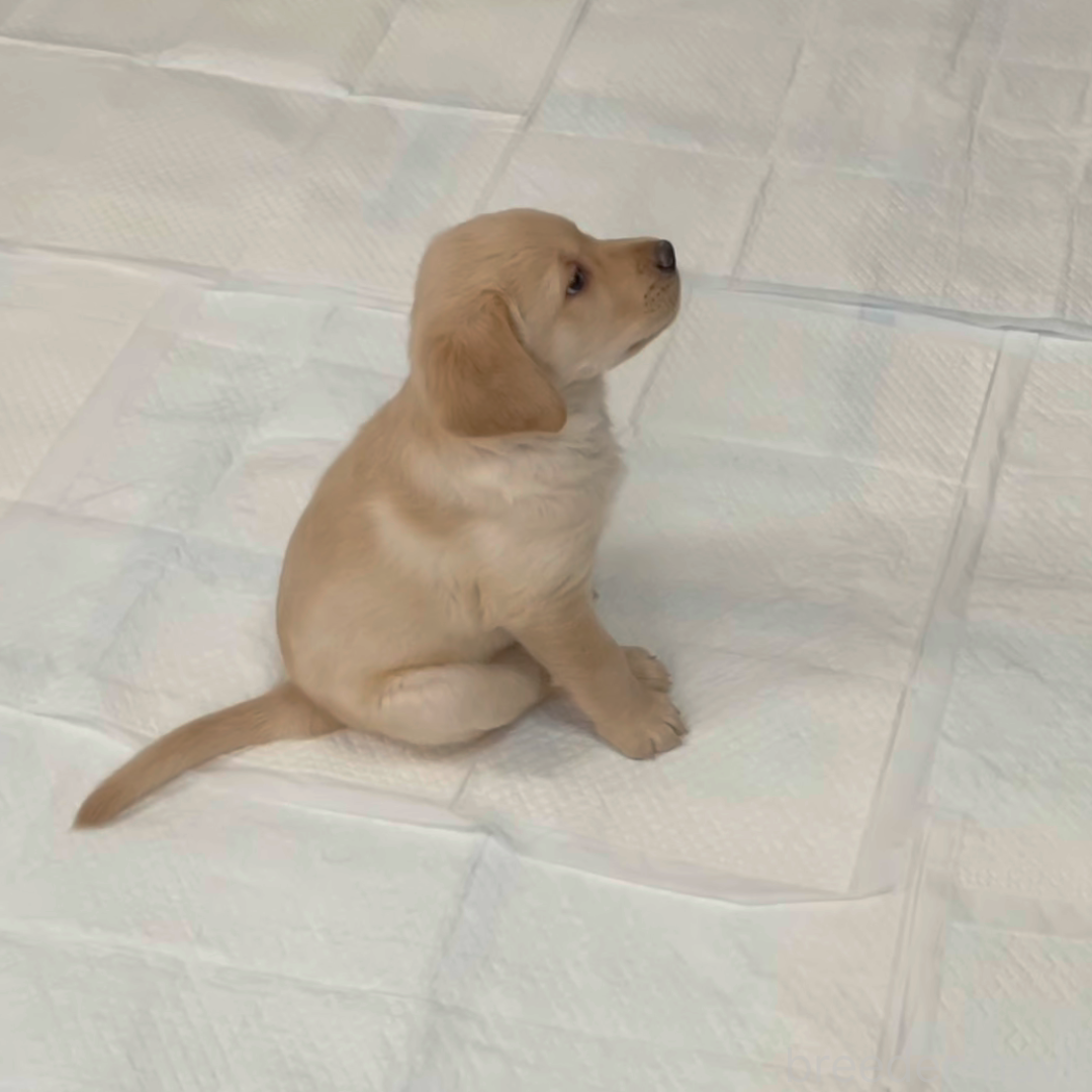 販売中の長野県のミックス犬-382299の4枚目