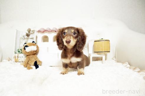 成約済の佐賀県のミニチュアダックスフンド(ロングヘアード)-374914の5枚目