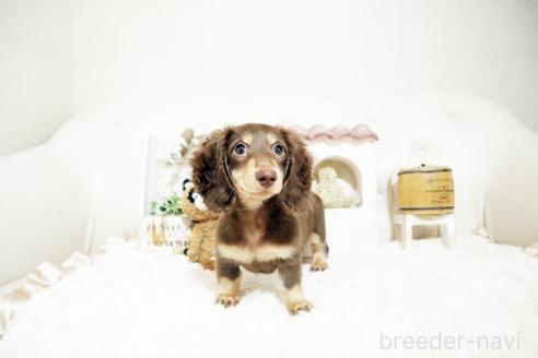 成約済の佐賀県のミニチュアダックスフンド(ロングヘアード)-374914の4枚目