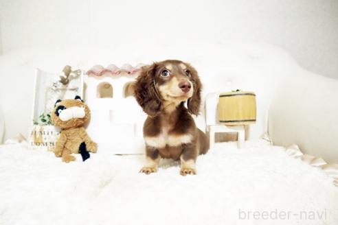 成約済の佐賀県のミニチュアダックスフンド(ロングヘアード)-374914の3枚目