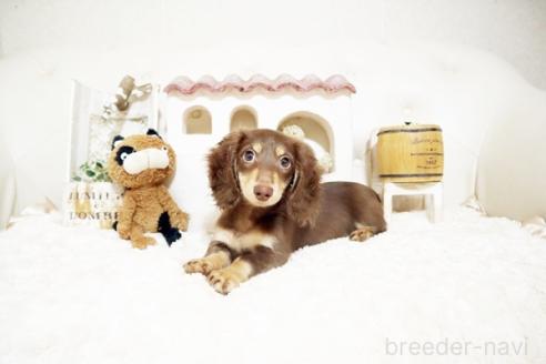 成約済の佐賀県のミニチュアダックスフンド(ロングヘアード)-374914の2枚目