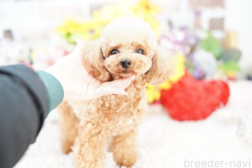 成約済の埼玉県のトイプードル-382318の4枚目