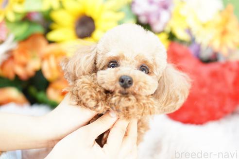 成約済の埼玉県のトイプードル-382318の3枚目