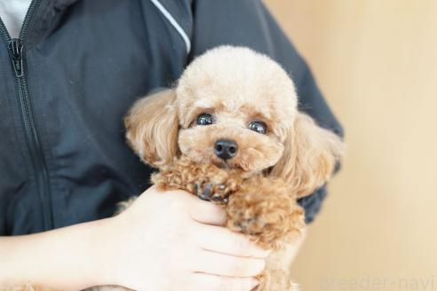 成約済の埼玉県のトイプードル-382318の2枚目
