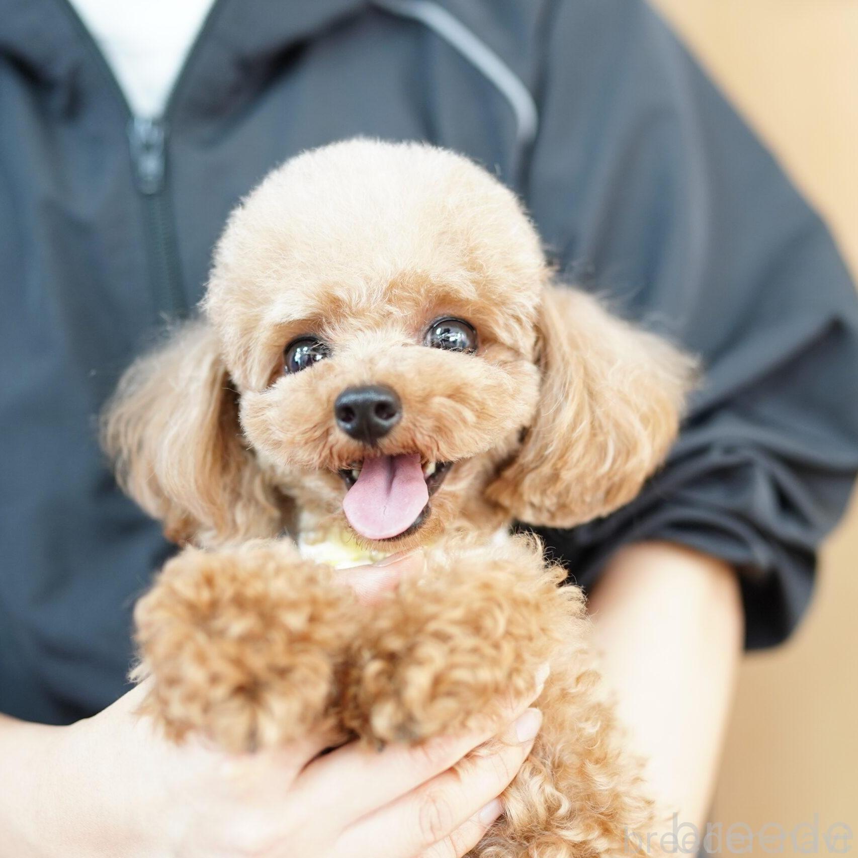 成約済の埼玉県のトイプードル-382318