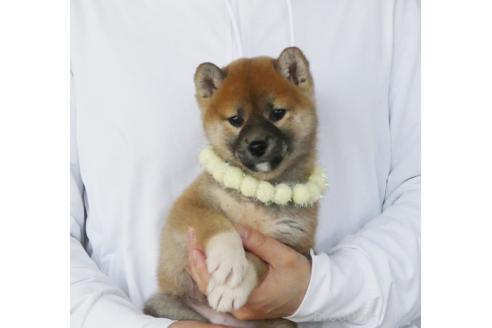 成約済の静岡県の柴犬-382344の5枚目