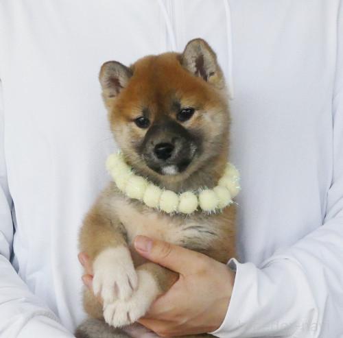 成約済の静岡県の柴犬-382344の4枚目