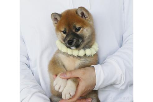 成約済の静岡県の柴犬-382344の2枚目