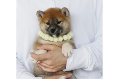 成約済の静岡県の柴犬-382344の3枚目