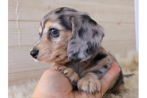 成約済の愛知県のミニチュアダックスフンド(ロングヘアード)-382355の9枚目