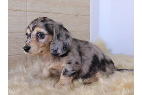 成約済の愛知県のミニチュアダックスフンド(ロングヘアード)-382355の6枚目
