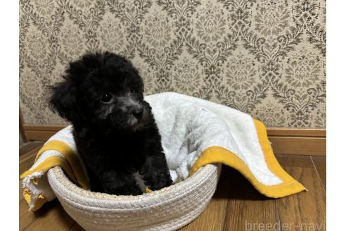 成約済の千葉県のトイプードル-380067の3枚目