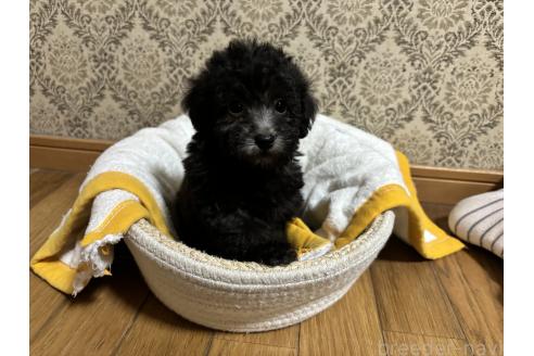 成約済の千葉県のトイプードル-380067の1枚目