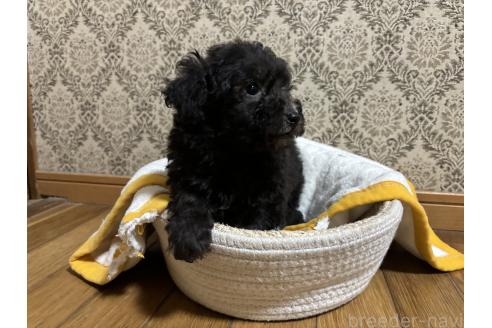 成約済の千葉県のトイプードル-380064の2枚目