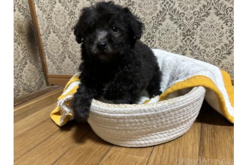 成約済の千葉県のトイプードル-380064の1枚目
