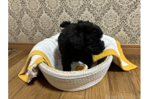 成約済の千葉県のトイプードル-380066の3枚目