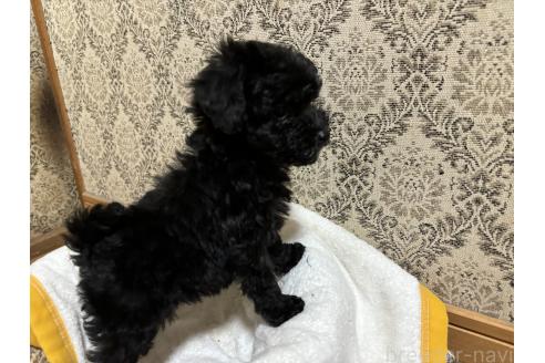 成約済の千葉県のトイプードル-380066の2枚目